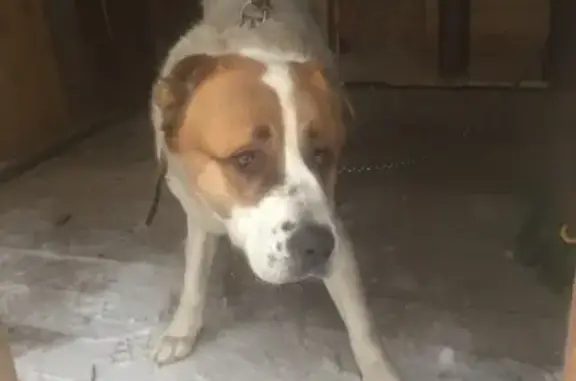 Найдена собака в Кизеле - ищем ответственных хозяев