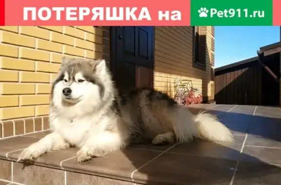 Собака Маламут найдена в Зыбино, Московская обл.