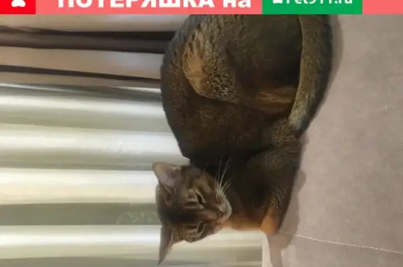 Пропала кошка на Пушкинской улице, Ростов-на-Дону
