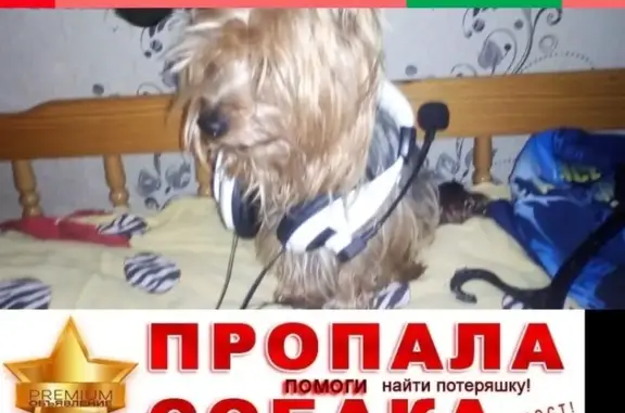 Собаки потеряшки, Саранск (Мордовия), фото: Потеряшка собака в Химмаше, Саранск