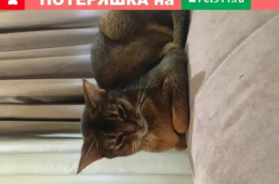 Пропала абиссинская кошка на Пушкинской ул. в Ростове-на-Дону