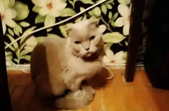 Найден вислоухий кот на Чебоксарской улице