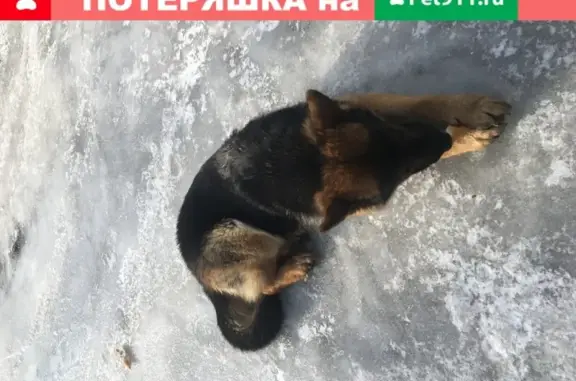 Найдена породистая овчарка в Заречье, Одинцовский район