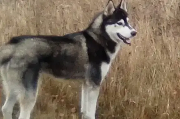Собаки потеряшки, Нижний Новгород, фото: Потеряшка Хаски на Автоматной улице, Нижний Новгород