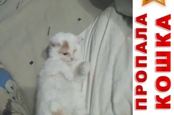 Кошки потеряшки, Курган, фото: Потеряшка белый котенок в Черемухово, Курган.