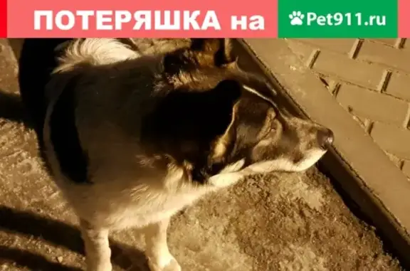 Собака Потеряшка на ул. Юных Натуралистов, Липецк