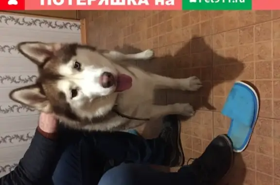 Собака Хаски с разными глазами найдена в Санкт-Петербурге