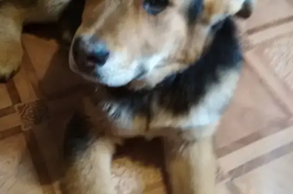 Найдена собака в Псотино, черно-рыжий окрас, щенок.