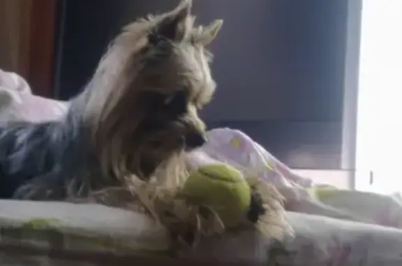 Собаки потеряшки, Москва, фото: Потеряшка собака Йокширский терьер на ул. Живописной, Москва