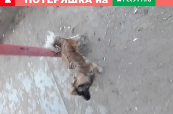 Собака нашлась в Чите с красным ошейником