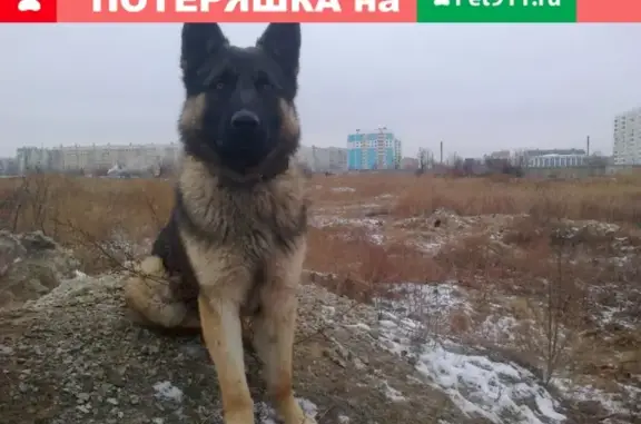 Пропала собака в Астрахани, вознаграждение гарантировано!