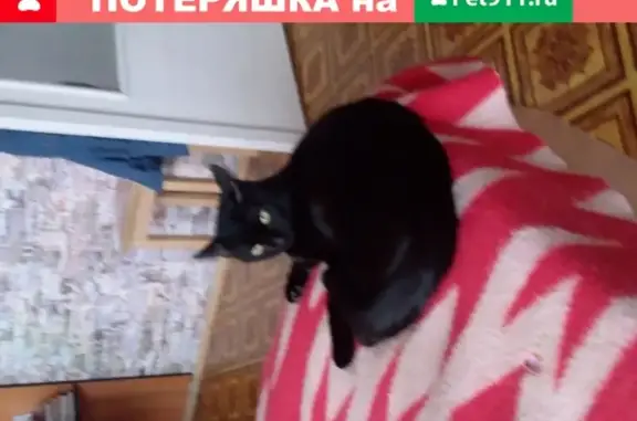 Найден молодой кот с адресом в Перловке на ул. Семашко, д. 10