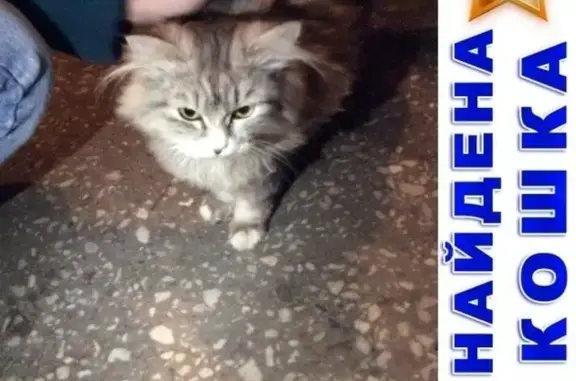 Найдена кошка в Кургане - помогите ей найти дом!