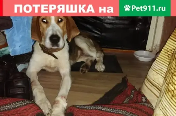 Найдена собака породы русская пегая гончая в Нижнем Тагиле