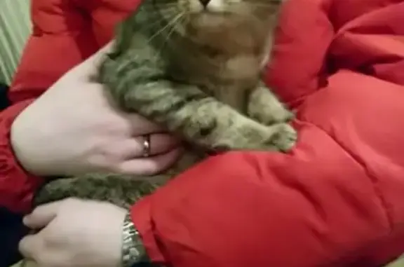 Найдена кошка на ул. Веры Кащеевой, 16 в Барнауле