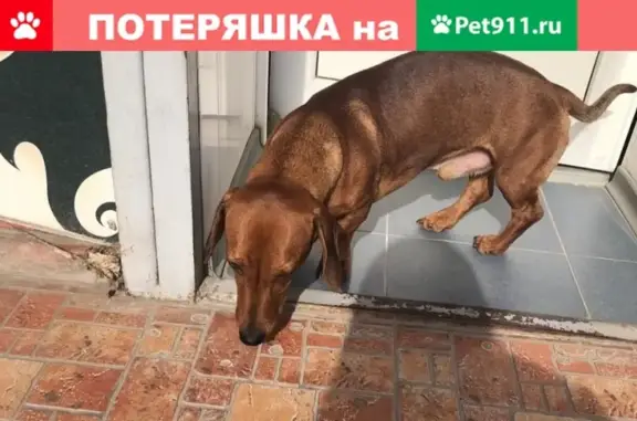 Найдена собака в Волгодонске, ищут хозяев