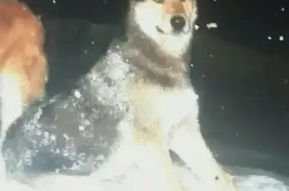Пропала собака в Набережных Челнах, Татарстан