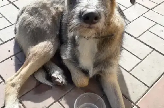 Найдена собака на остановке в Новоильинском районе