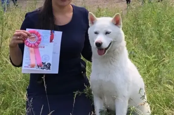 Пропала собака породы Сибирский Хаски в Красном Абакане, вознаграждение.