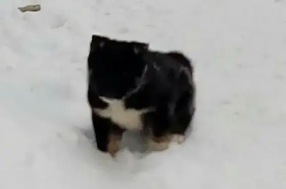 Пропал щенок на ул. Фрунзе в Советске, Кировская область