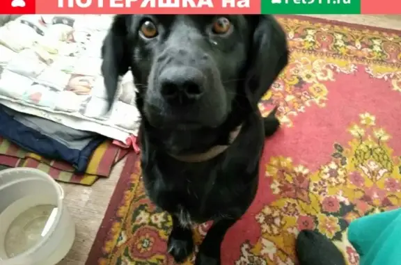Найдена собака в п. Лесной, Барнаул.
