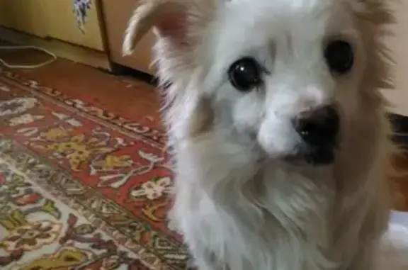 Найдена белая собачка без кольца на шлейке в Сормовском районе