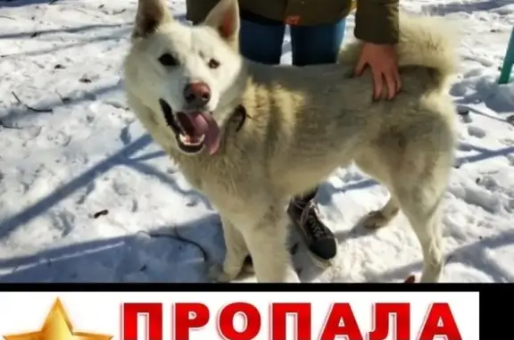 Пропала собака на ул. Сибниисхозовская, Омск - помогите!
