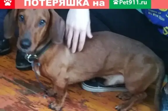 Собака Такса с белым пятном на груди, ул. Вали Сафроновой, Брянск