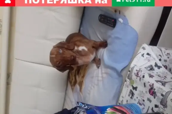 Собаки потеряшки, Натальевка, фото: Потеряшка собака Такса с Разными глазами и белым кончиком хвоста в Натальевке, Ростовская обл.