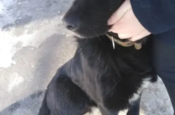 Найдена собака на ул. Смирнова 26, Кемерово