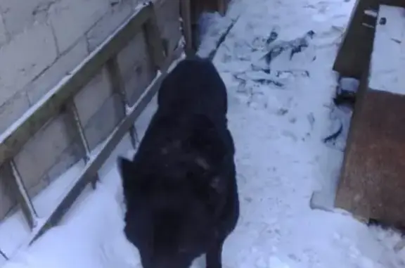 Пропала слепая собака Ганс в поселке Куйбышевский, Самарская область