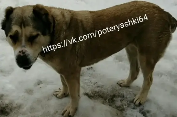 Найдена собака в Саратове, Новогусельский район