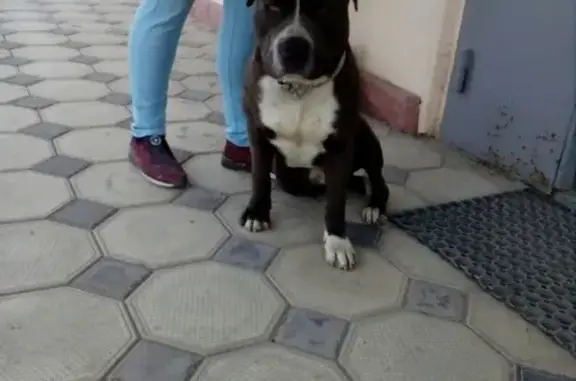 Найден пес в Новороссийске.