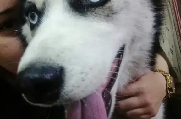 Собаки потеряшки, Тверь, фото: Потеряшка хаски в П.Вагонников, нужна помощь