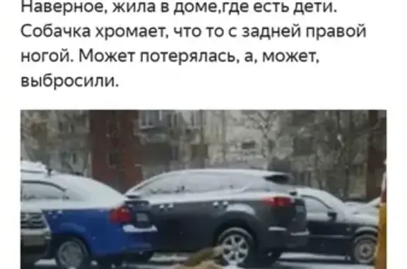 Найдена собака на Воронежской улице, Москва