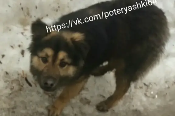 Найдена собака в Заводском районе Саратова