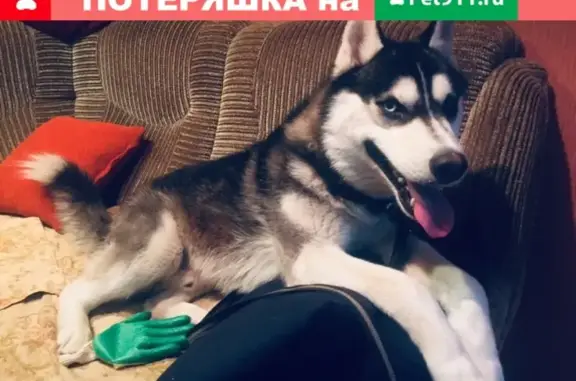 Собаки потеряшки, Нижний Новгород, фото: Потеряшка собака в районе аэропорта, есть адресник на ошейнике