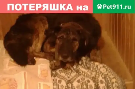 Пропала собака в Ломоносовском р-не: д. Лопухинка, возраст 7-8 лет, черный с подпалом, медленно ходит, есть чип.
