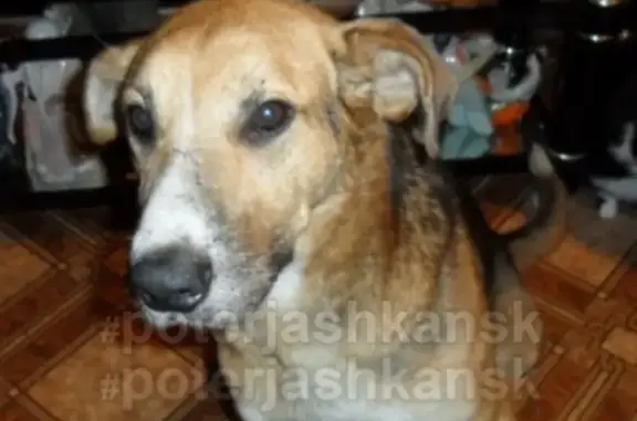Пропала собака в Заельцовском районе, Новосибирск, ул. Кропоткина