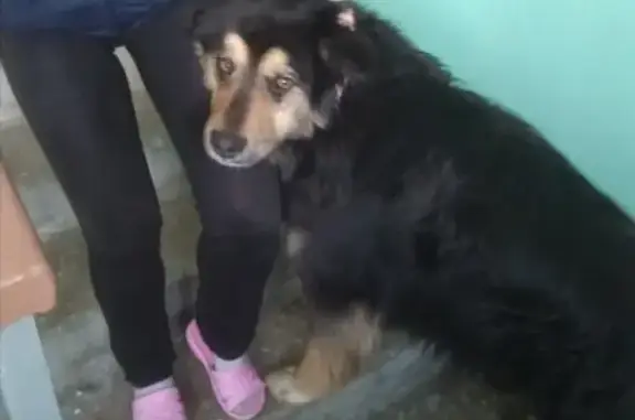 Потерянный крупный пёс в Тюмени