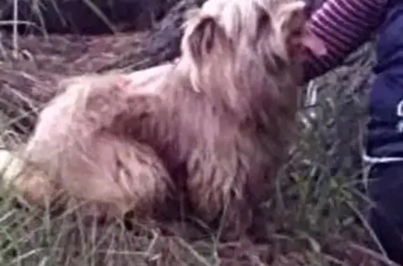 Пропала собака в Мкр. районе Сходня, вознаграждение гарантируем!