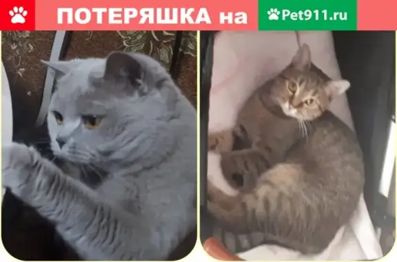 Пропала кошка: Баумановская 6, Талнах.