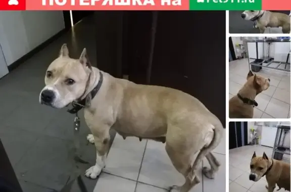 Найдена породистая собака на Изюмской д. 37 (Южное Бутово)