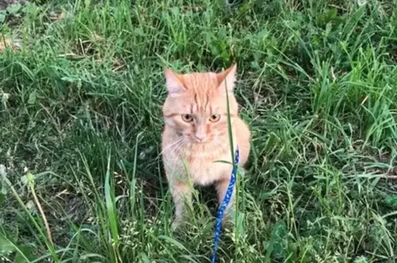 Пропала кошка Поселок Притомский, рыжий кот без хвоста.