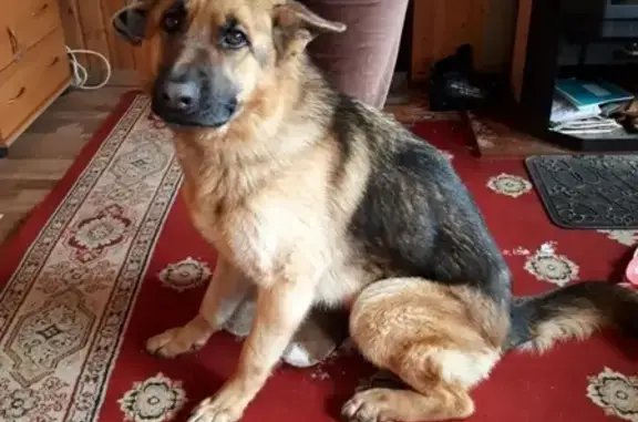 Найдена собака в Ижевске, район СХВ, овчарка.