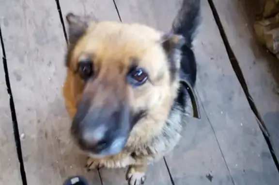 Найдена собака в Пермском крае