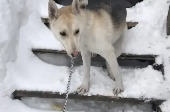 Найдена собака в Петропавловске-Камчатском, ищем хозяев