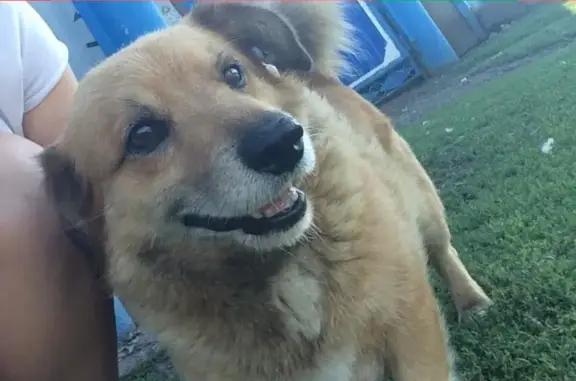 Пропала собака Бобик в Новокангышево