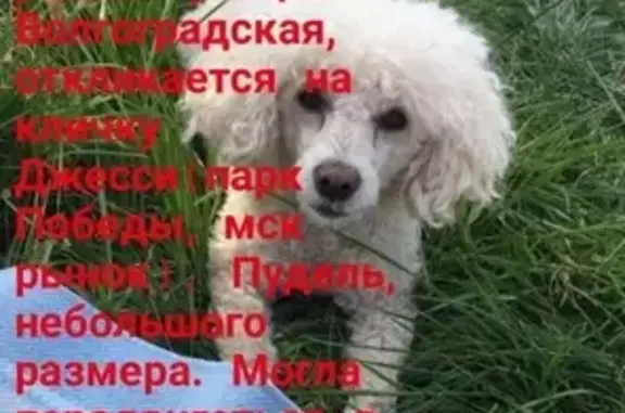 Пропала собака на Волгоградской, 35