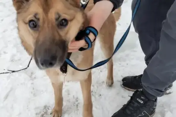 Собака найдена возле Ипподрома на ул. Интузиастов, Киров.